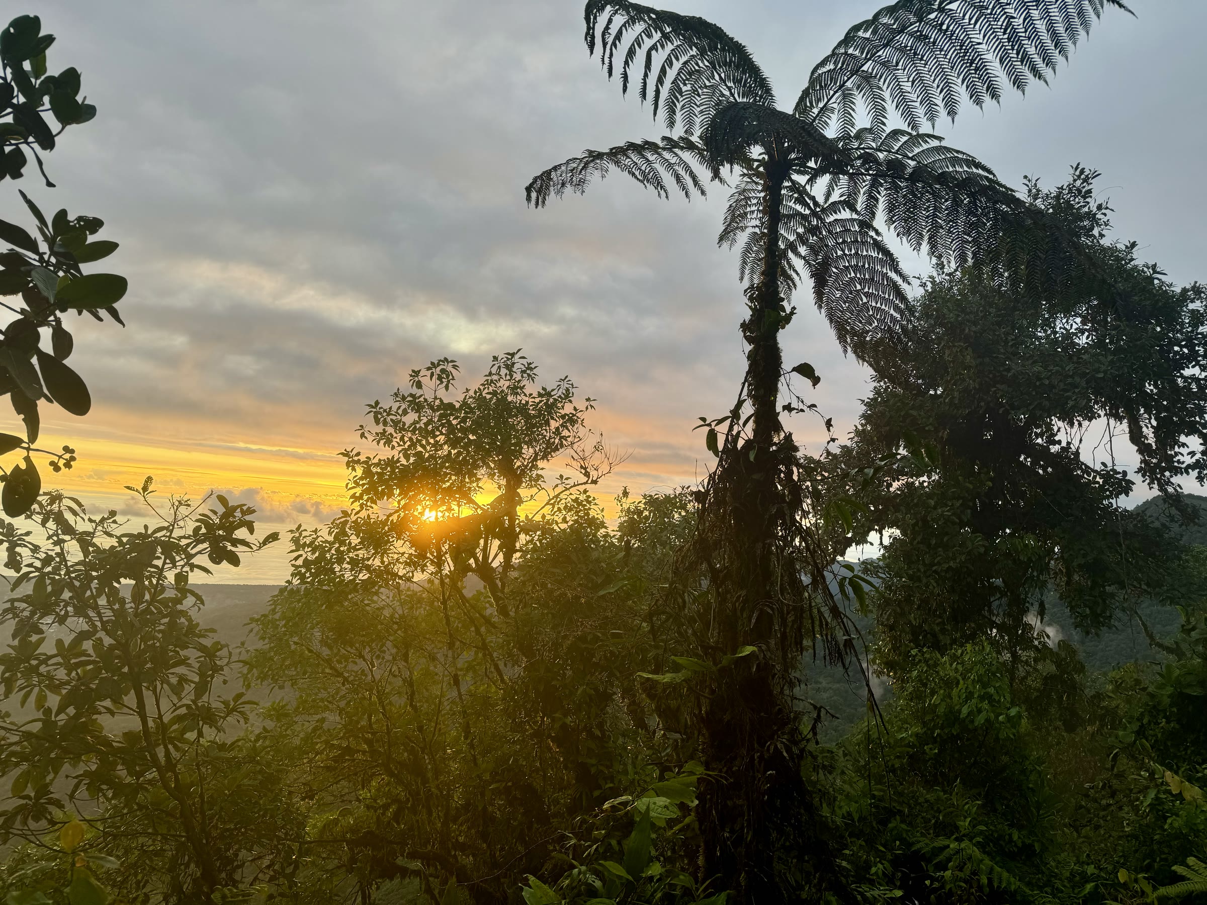 The forest ridgeline trail at sunset